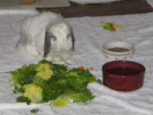 ArlissDay2Sm Arliss and dinner.