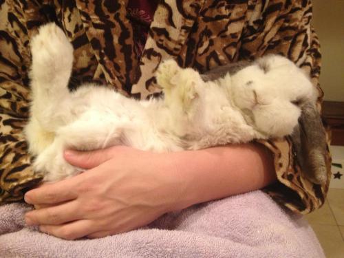 Arliss being snuggled against her will.